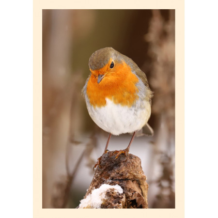 Grußkarte Vogelporträt: Rotkehlchen im Winter